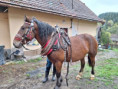/album/potomstvo-hrebce-2584-fantom/2021-sp-hribek-67-945-1-jpg/